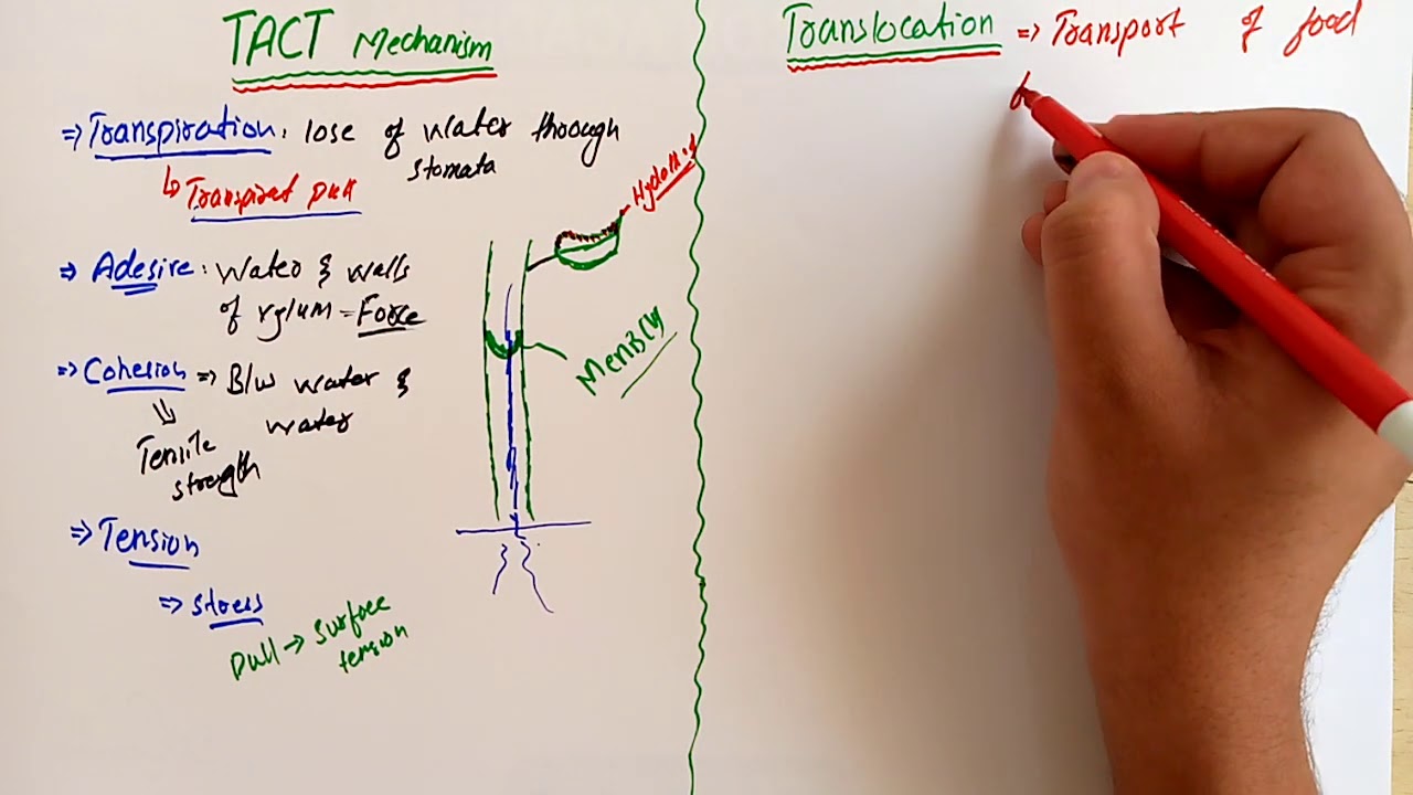 TACT mechanism & Translocation : Form & Functions in plants