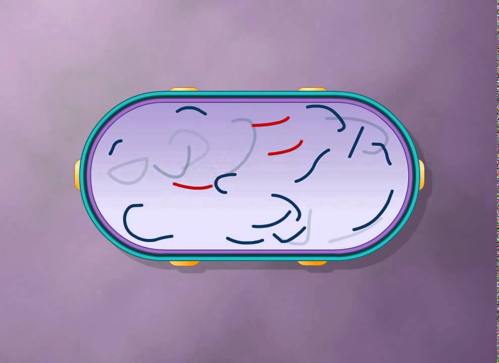 Generalized Transduction :Bacterial Recombination (Collected by Krishna Thapa)