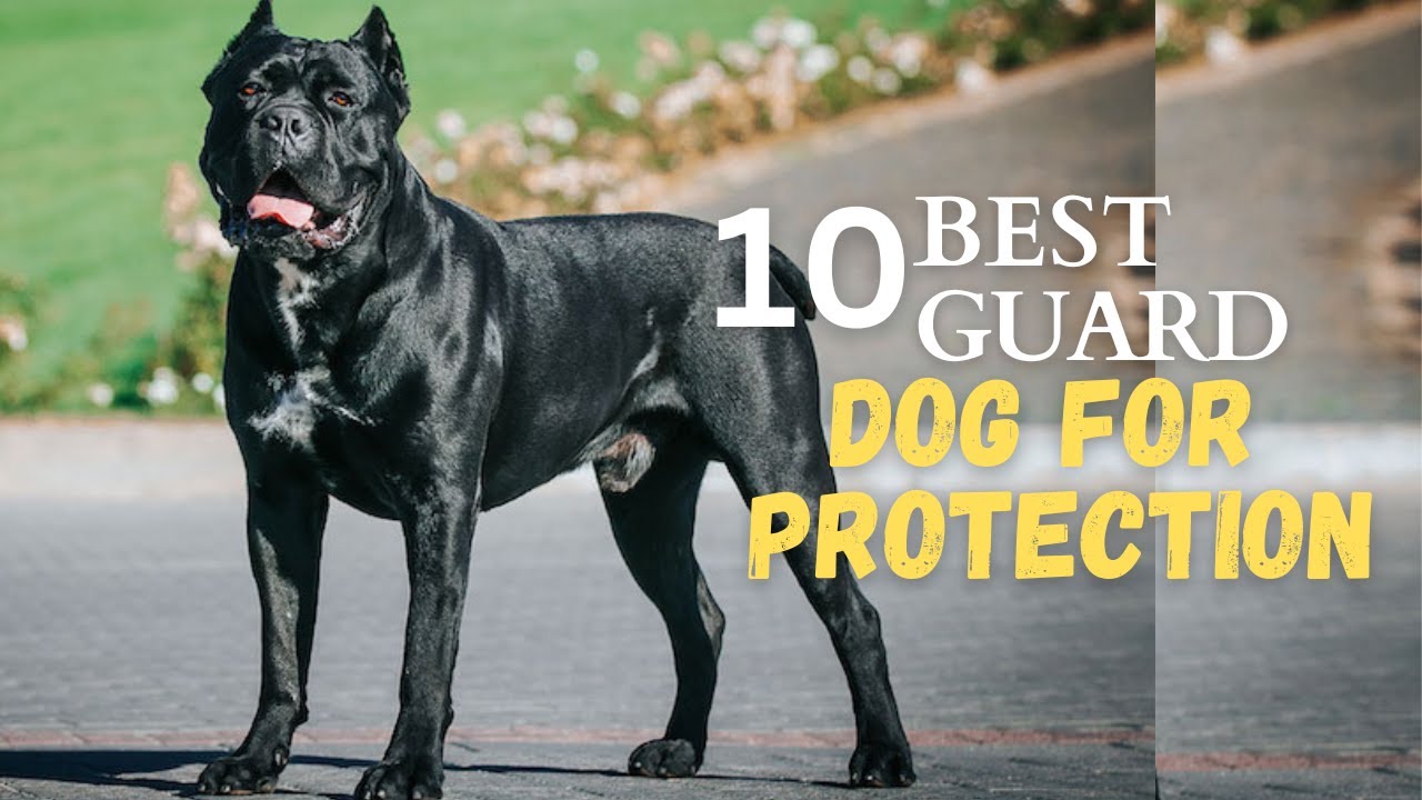 The 10 Best Guard Dogs to Protect House