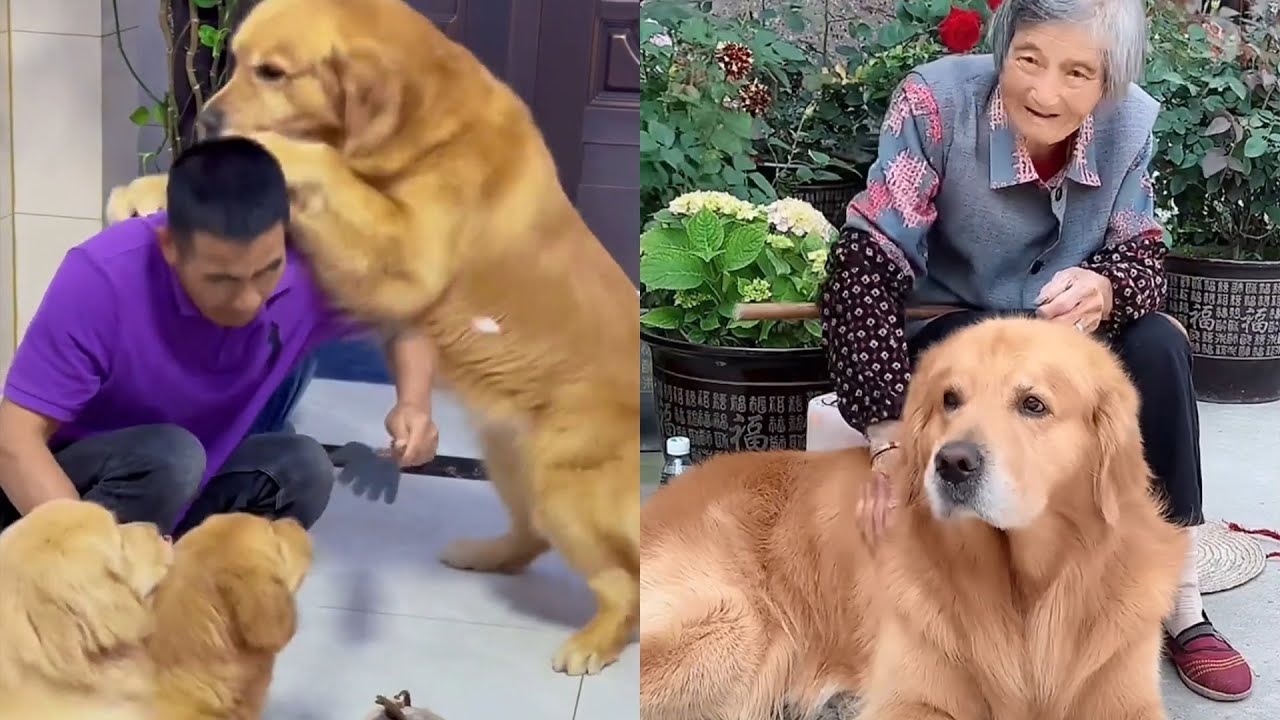 Мао Мао и повседневная жизнь его семьи. ❤️#聪明旺豆豆 #goldenretriever