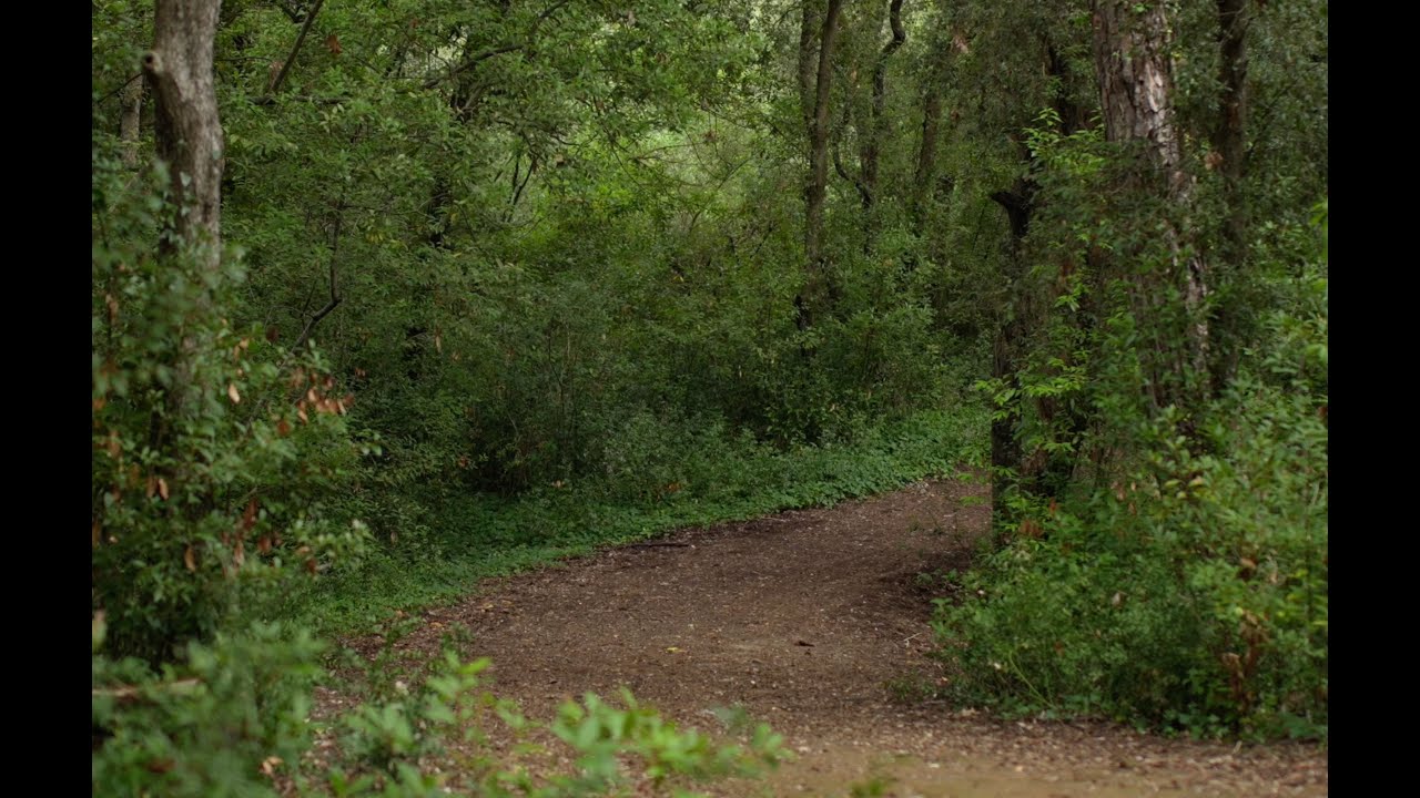 Forest Path in Pine Woods – Real Nature Sounds - Real Video Not AI – 7 Hours | No Music