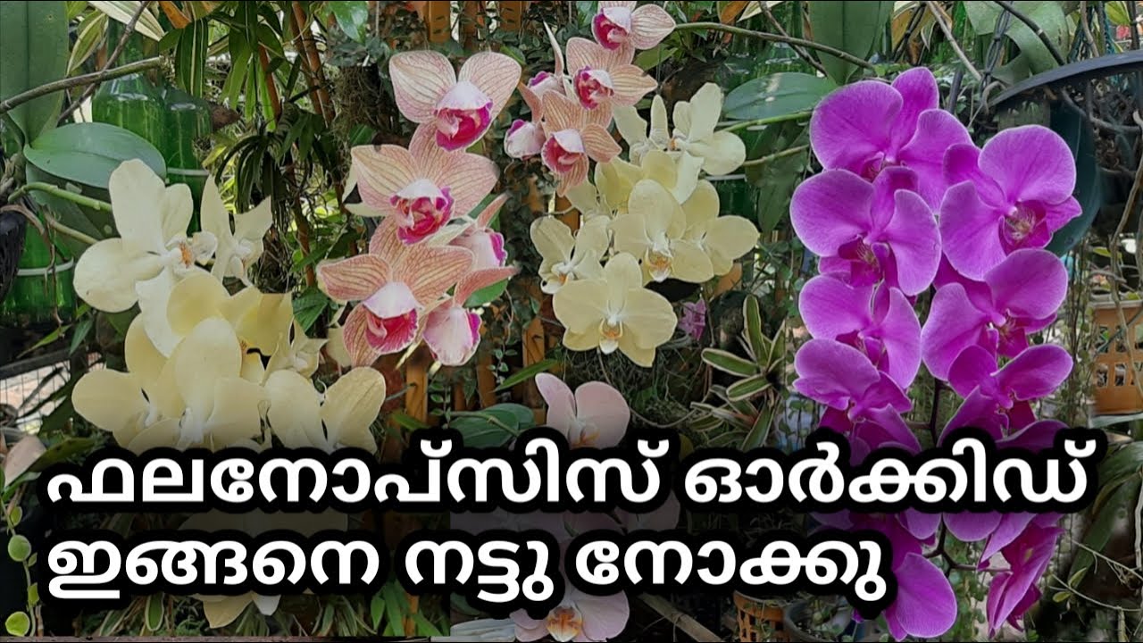 how to care phalaenopsis/ orchid caring and potting easy way ഫലനോപ്സിസ് ഓർക്കിഡ് നടീലും പരിപാലനവും
