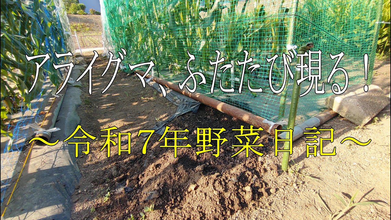 アライグマ、ふたたび現る！～令和7年野菜日記～