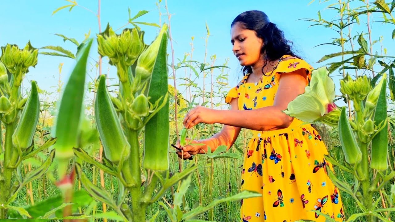 today i made a healthy diet with natural vegetables from okra. village home / mati gedara #cooking