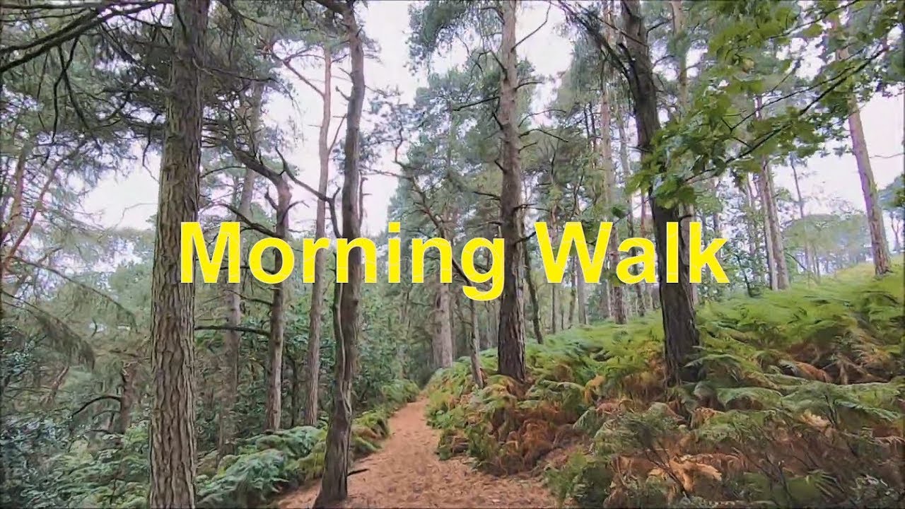 Forest Hike After Early Morning Rain - Virtual Scenery For Treadmill - A Walk In The Woods
