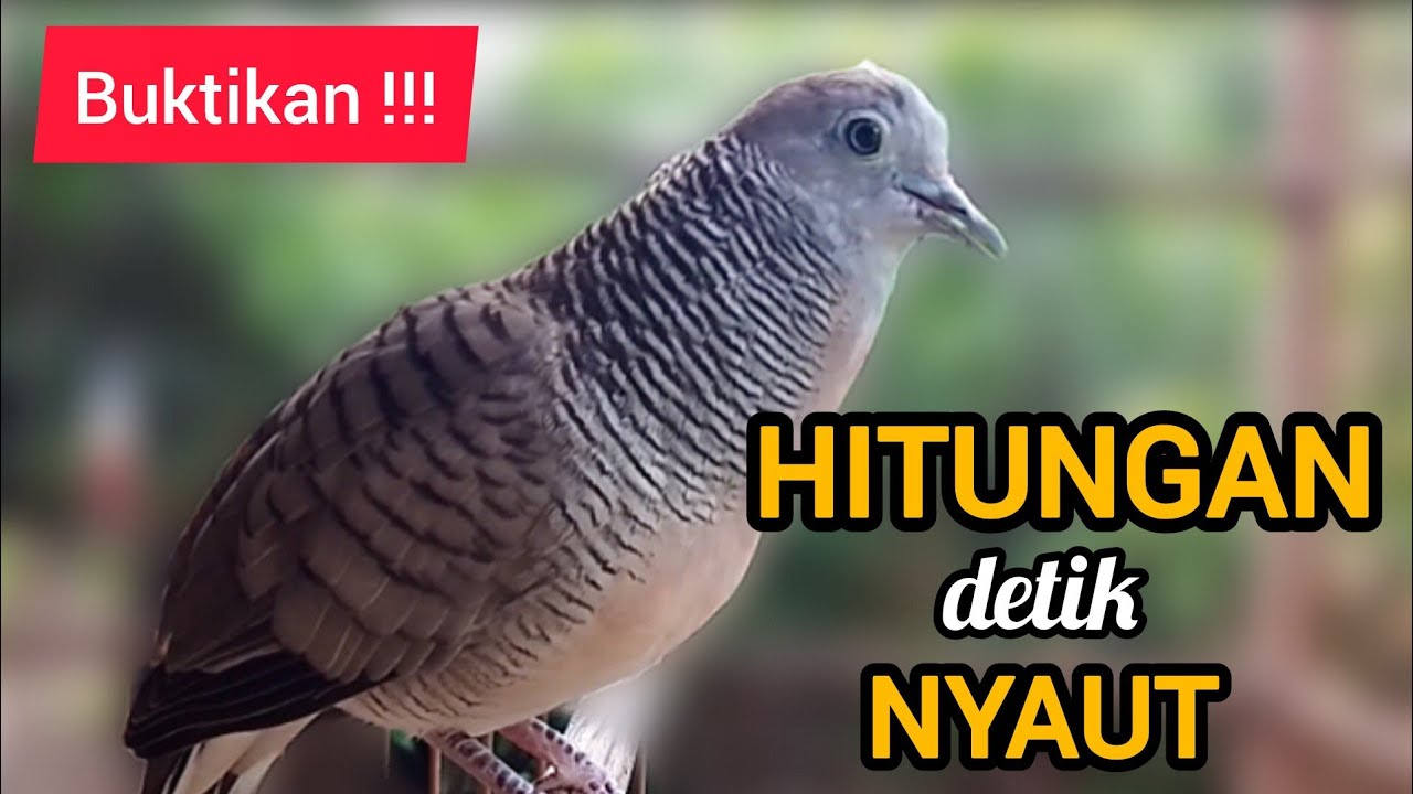 Perkutut Lokal Gacor Suara Ngeristal Ahlinya Atasi Perkutut Malas Bunyi 
