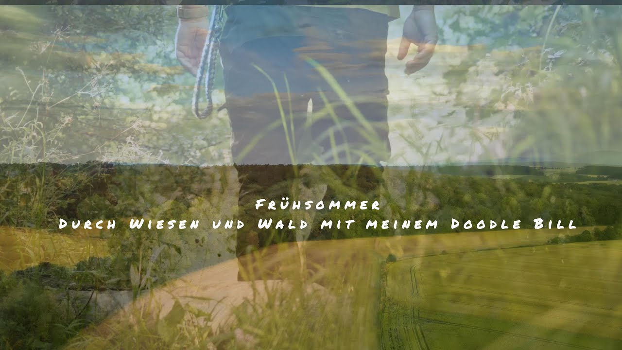 Frühsommer, durch Wald und Wiesen mit Labradoodle Bill