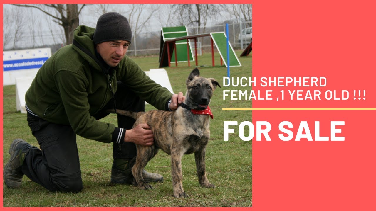 Dutch shepherd female , 1 year : FOR SALE !!!😍✌