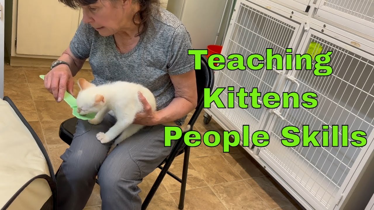 Teaching Kittens People Skills - Making Kittens Good Pets