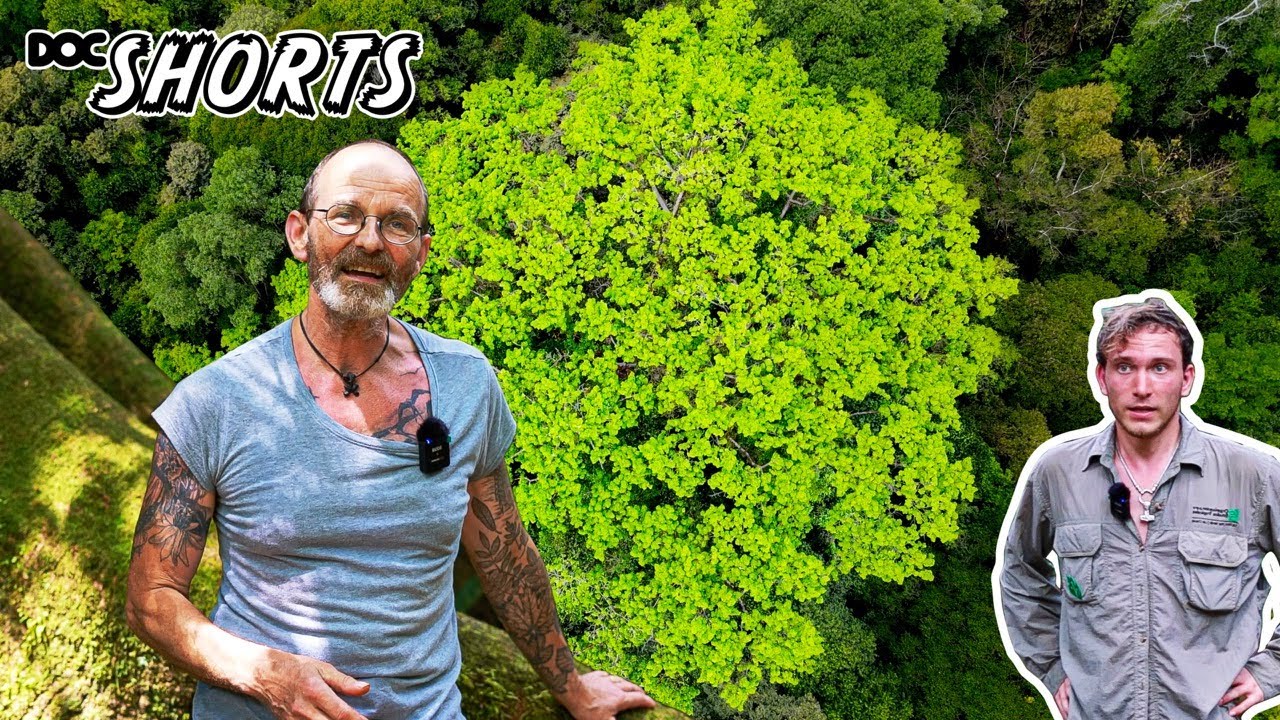 DOC SHORTS | Folge 17 - Die Achse zwischen Himmel und Erde: Ceiba pentandra