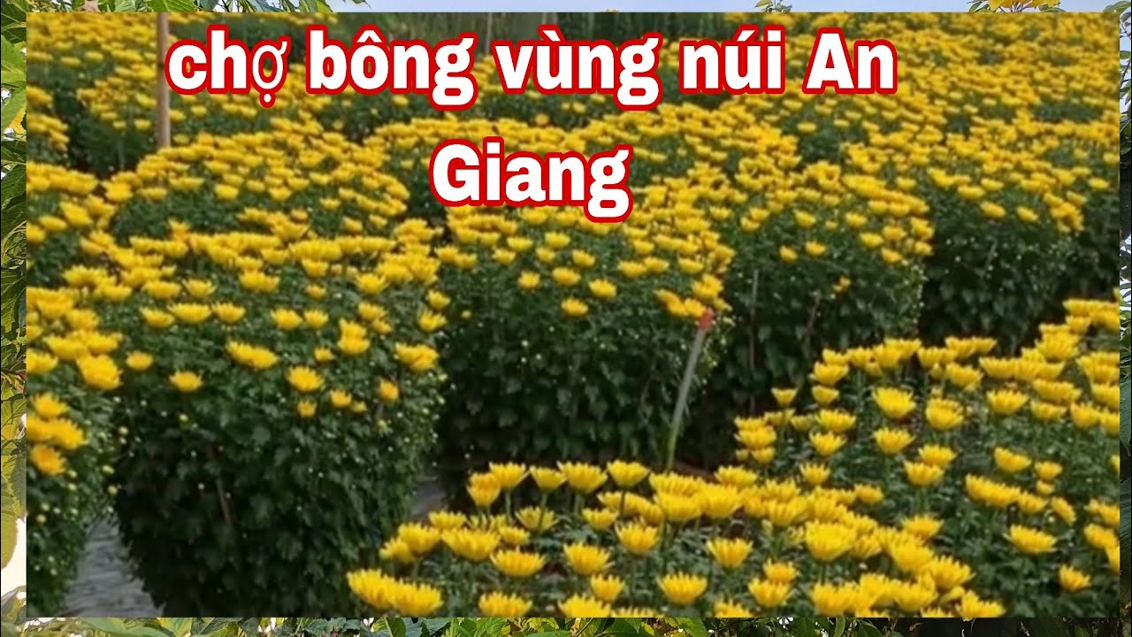 Chợ bông vùng núi 2026