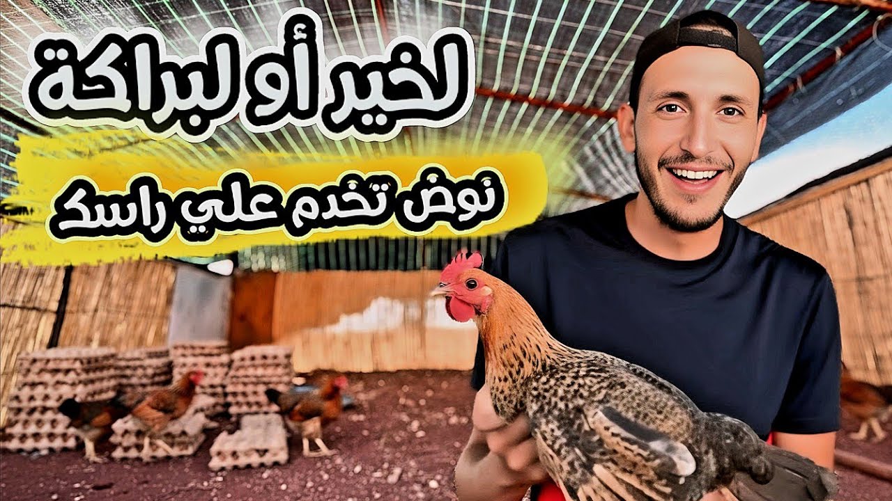 💥 دجاج كبقي أفضل مشروع والفيومي🐓 يجب الإعتماد عليه بتجربة👌 وحقيقة البيض صغير +كملنا كوري تقريبا🏅🔨