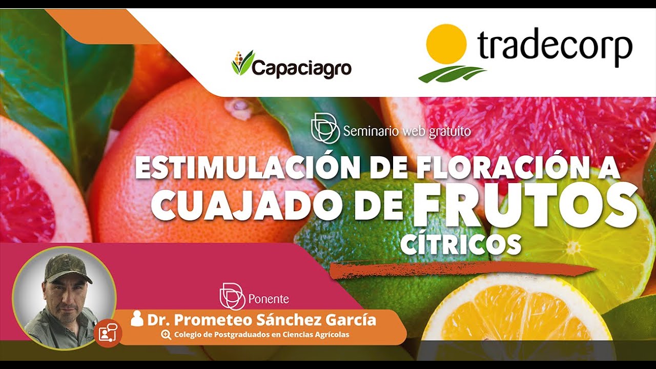 Estimulación de floración a cuajado de frutos cítricos