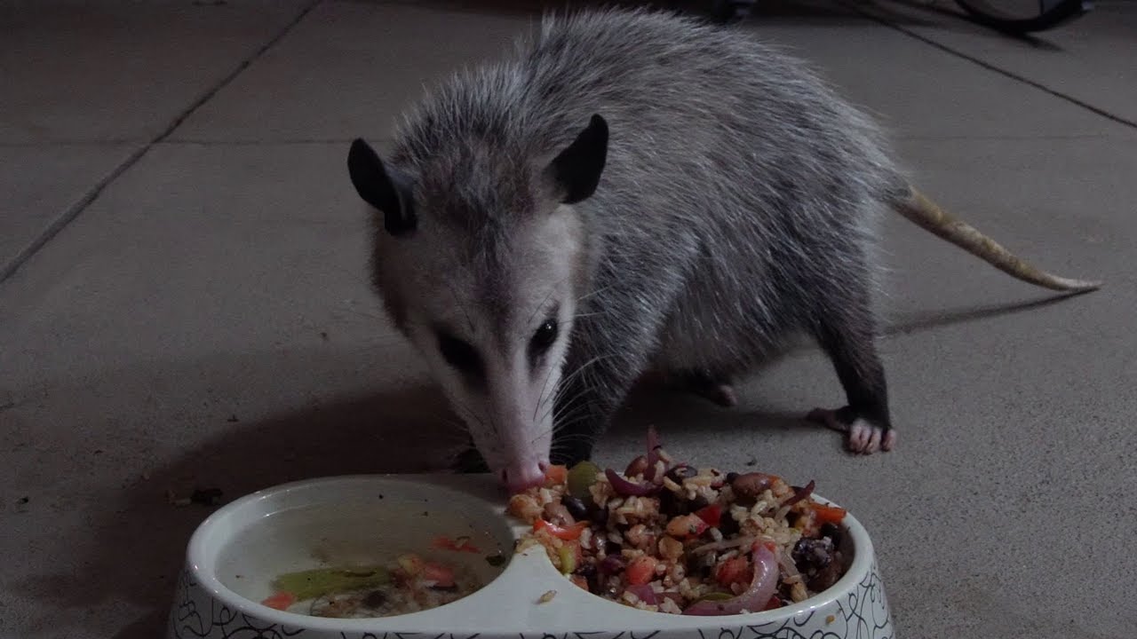 Possum Eats Chipotle Burrito Bowl