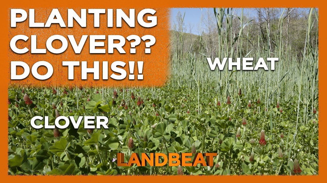 The BEST Way To Establish A Clover Food Plot!