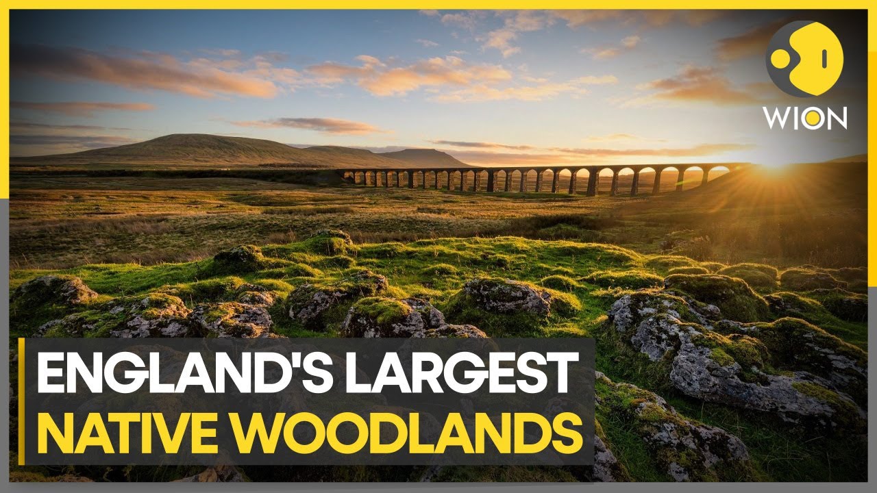 UK's LARGEST ever REFORESTATION project to have 100,000 trees | WION Climate Tracker