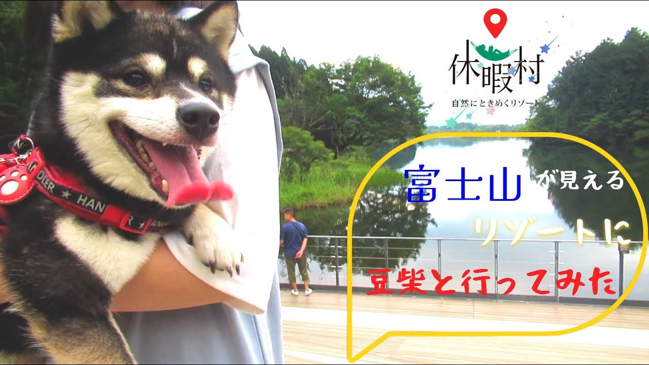 【静岡】富士山が見放題！✨大自然に囲まれたリゾートに愛犬ゼロと一家で夏休み旅行に行ってみたら最高すぎました【休暇村】
