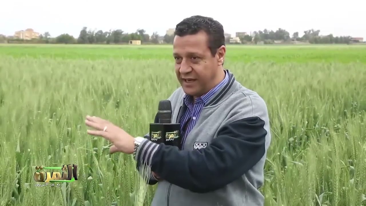 تعرف علي اصناف القمح ذات الانتاجية العالية وطفرة في انتاج القمح في مصر مع برنامج الثمرة