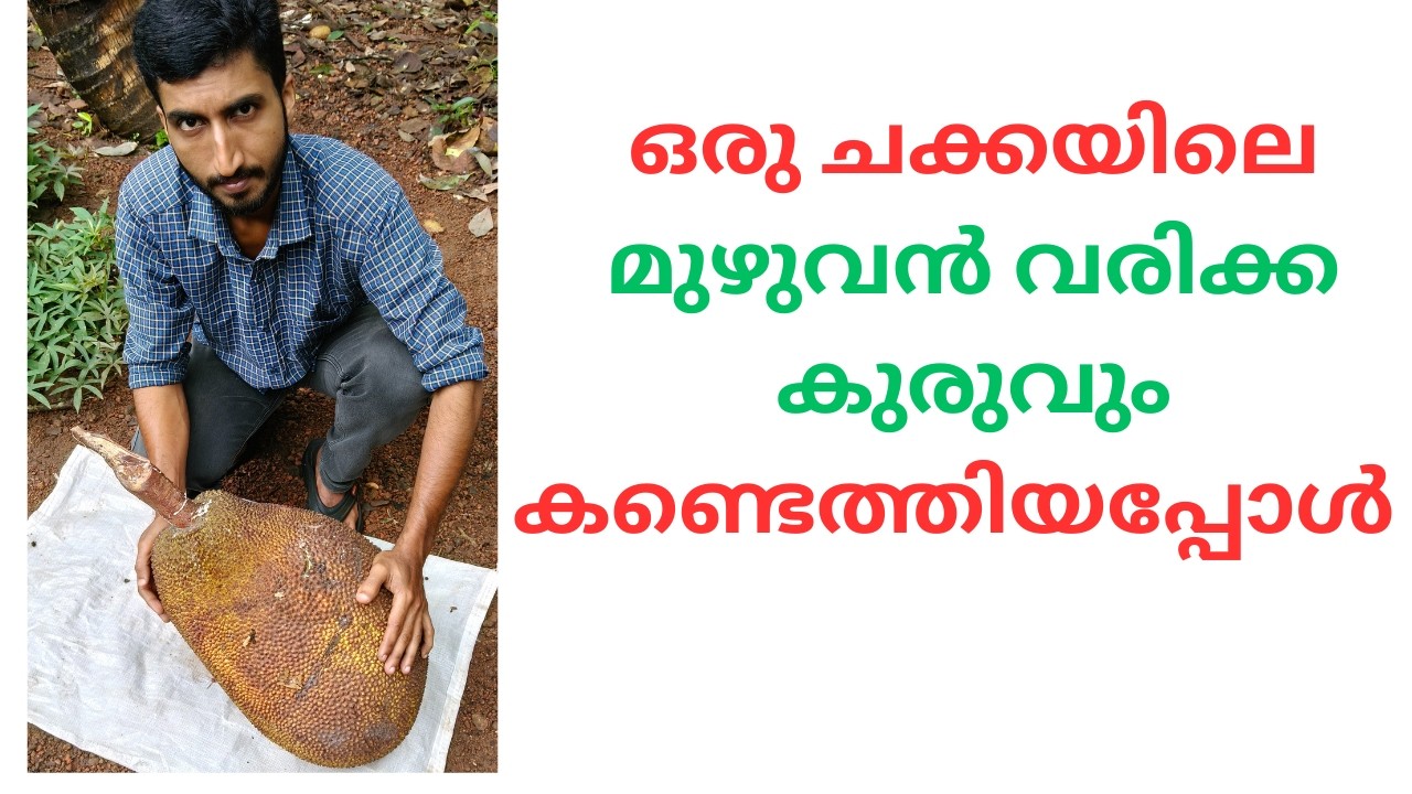 ചക്കയിൽ നിന്നും വരിക്ക കുരു കണ്ടെത്തുന്ന രീതി അറിയാതെ പോകരുതേ- Jackfruit Tree