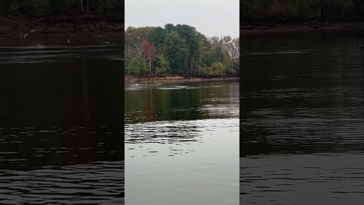 Striper blitz