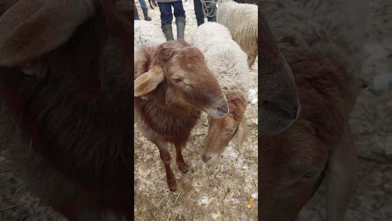 Узынагаш мал базары 