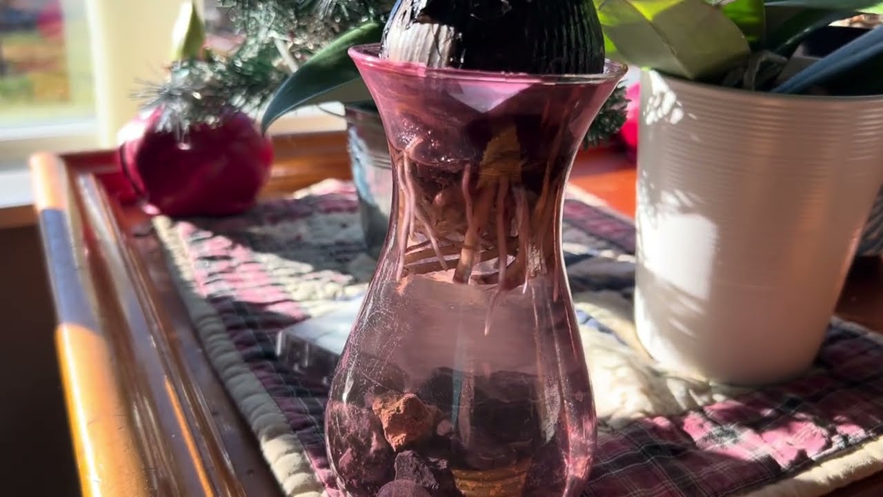 Don’t throw those Christmas Amaryllis bulbs out! Update on my Amaryllis replant! 