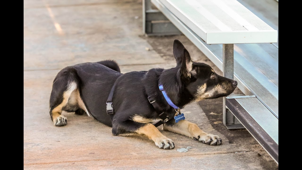 Australian Kelpie, Astro, 10-19 weeks detection training.