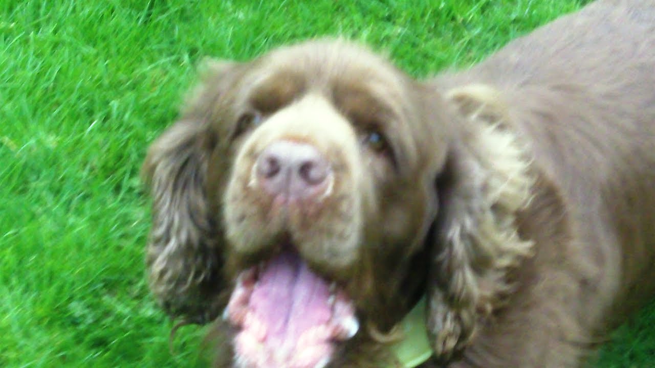 Sussex Spaniel Hudson thinking about exercise.
