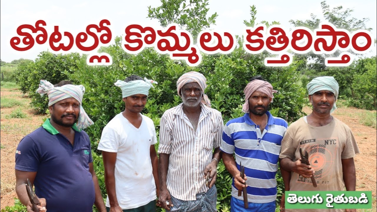 20 ఏండ్లుగా బత్తాయి(చీని), నిమ్మ తోటల్లో పుల్లలు కత్తిరిస్తున్నం | Mosambi Pruning | రైతుబడి