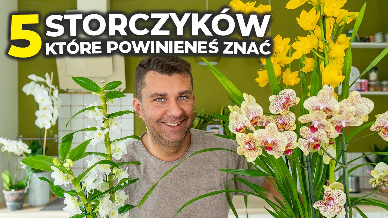 Jakiego wybrać storczyka. Mega pachnące storczyki. Storczyki jakich nie znasz #storczyki