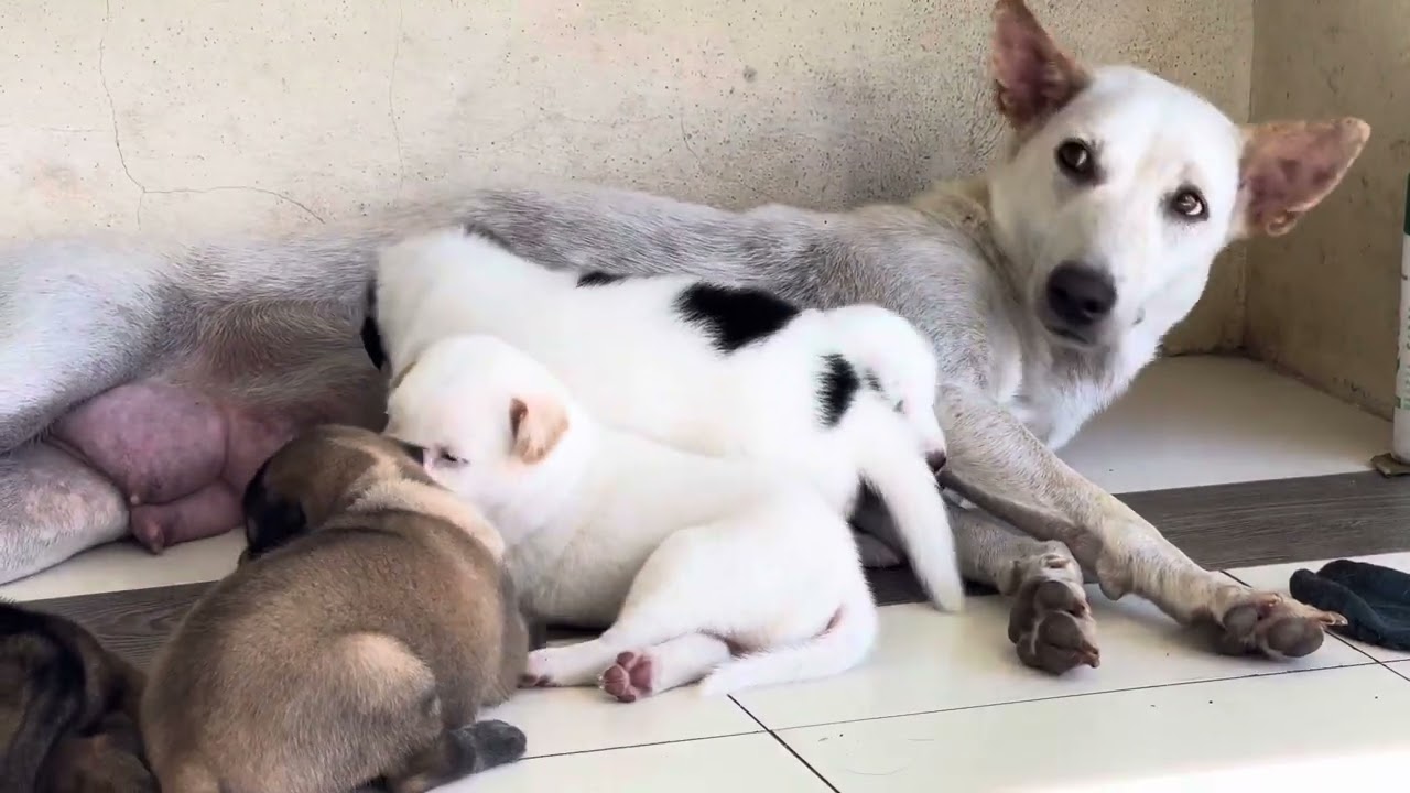 Puppies suckling mother&rsquo;s milk