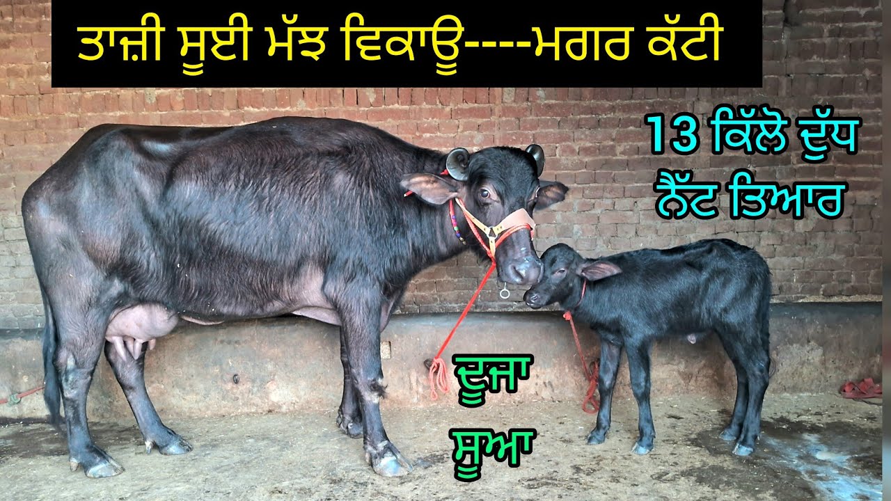 ਤਾਜ਼ੀ ਸੂਈ ਮੱਝ ਵਿਕਾਊ--- ਮਗਰ ਕੱਟੀ  88726-25483. ਦੂਜਾ ਸੂਆ ਝੋਟੀ . Beautiful murah buffalo for sale.