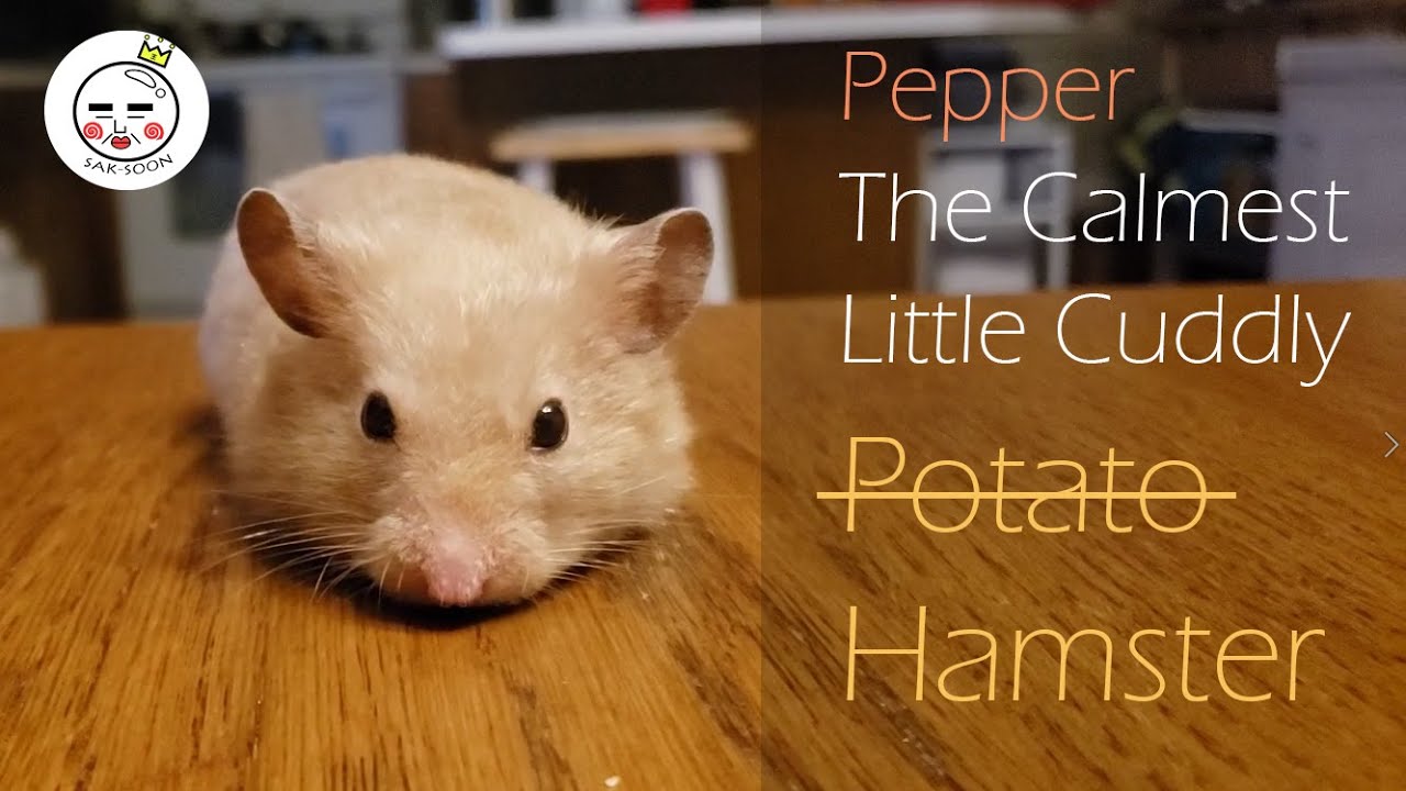 The Calmest Cuddly Hamster