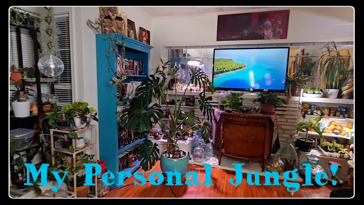 My Living Room Plant Collection | Rare & Beloved Houseplants