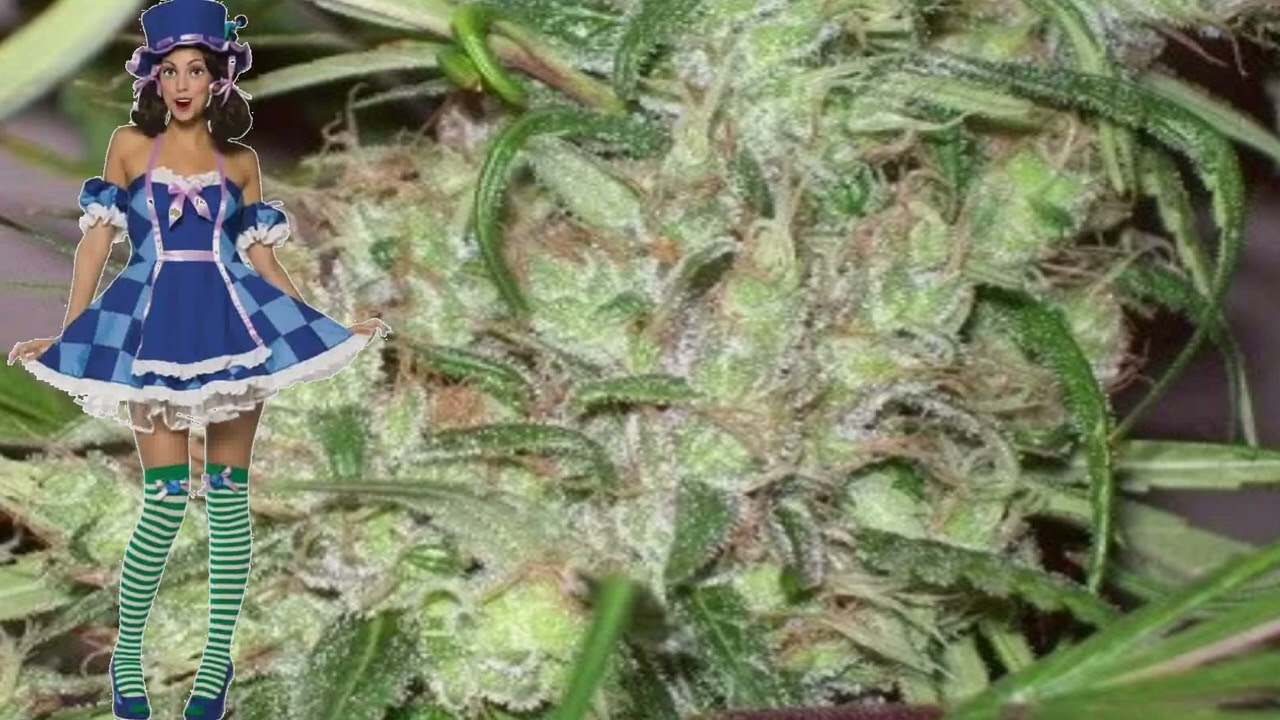 Pineapple Banana Bud &ndash; Ace Seeds