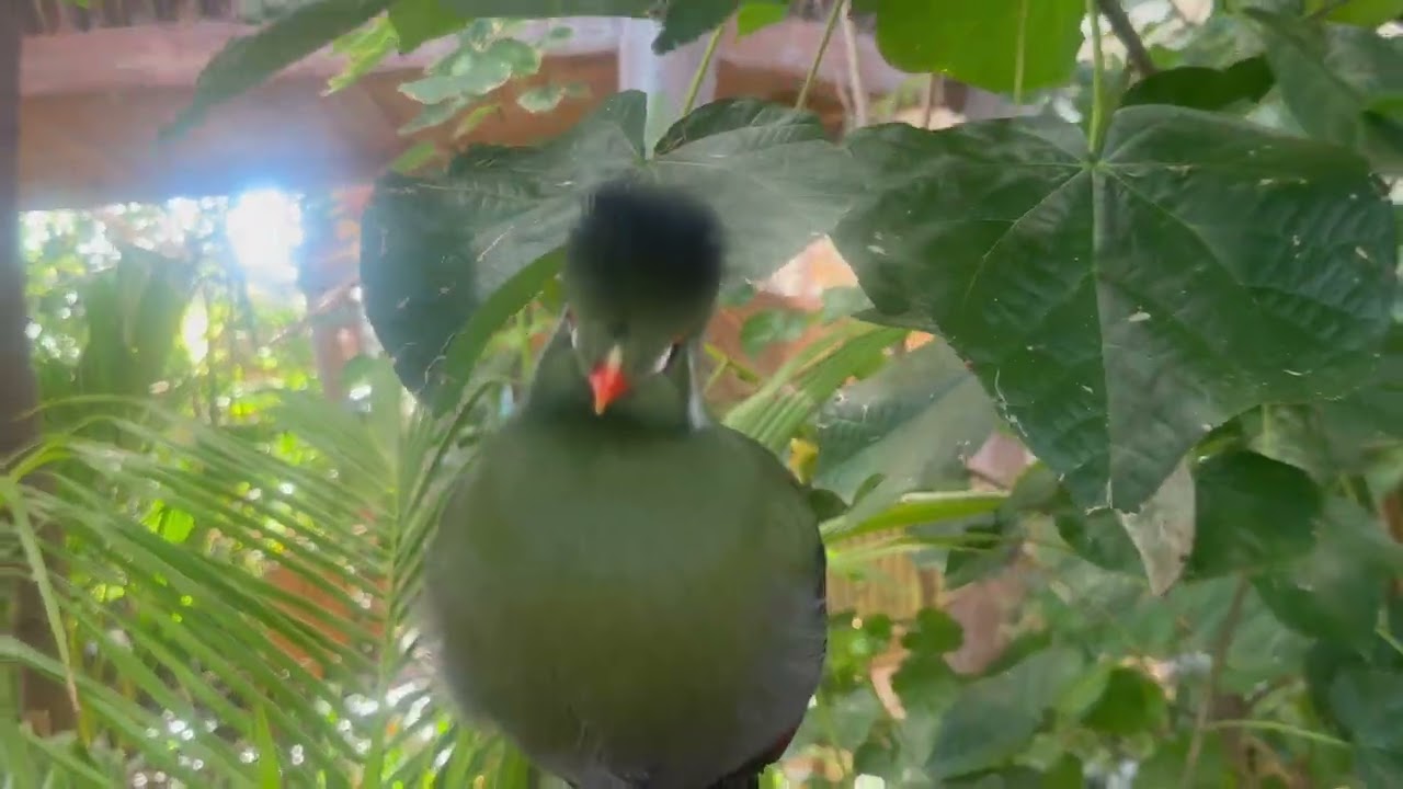 SeaWorld Abu Dhabi | Yas Island 🌊Underwater and above-water world in one place 🐬