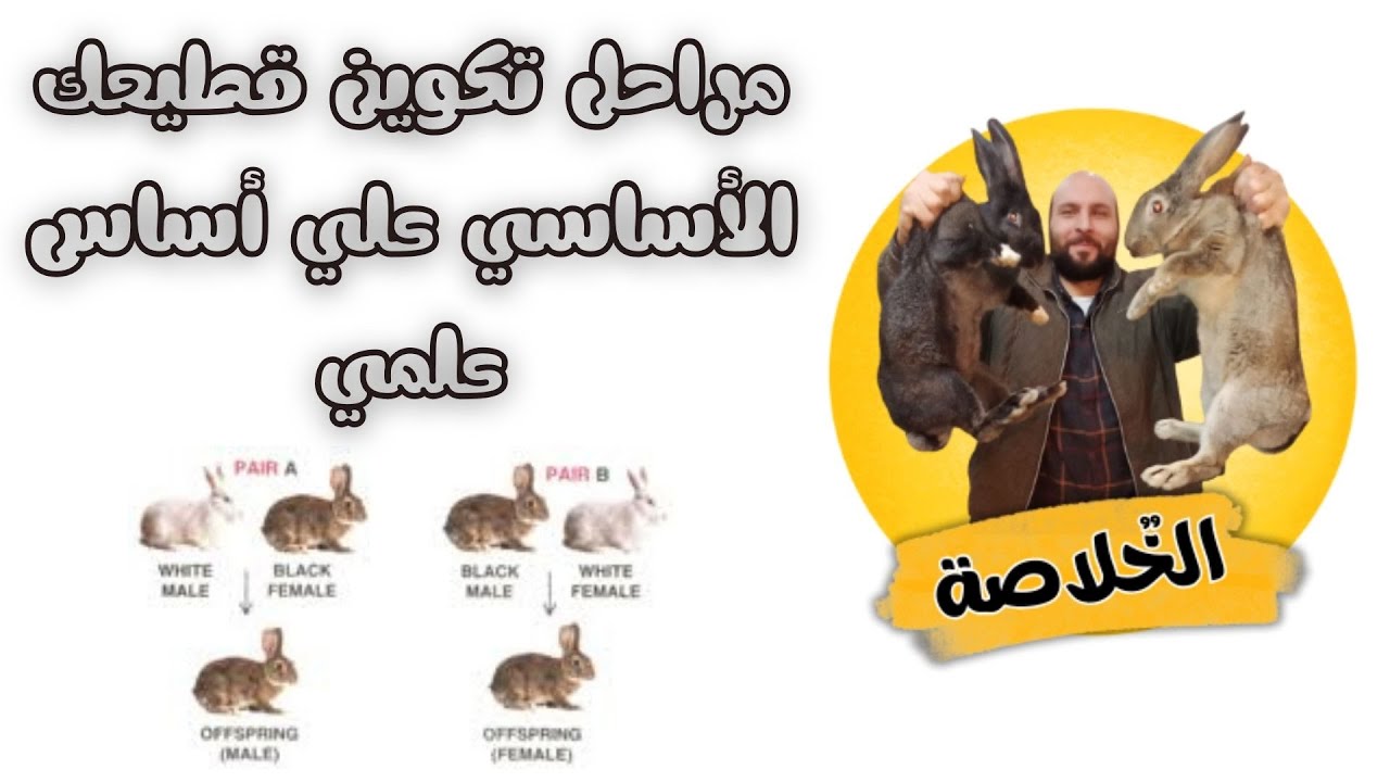 مراحل تكوين قطيعك الأساسي علي أساس علمي
