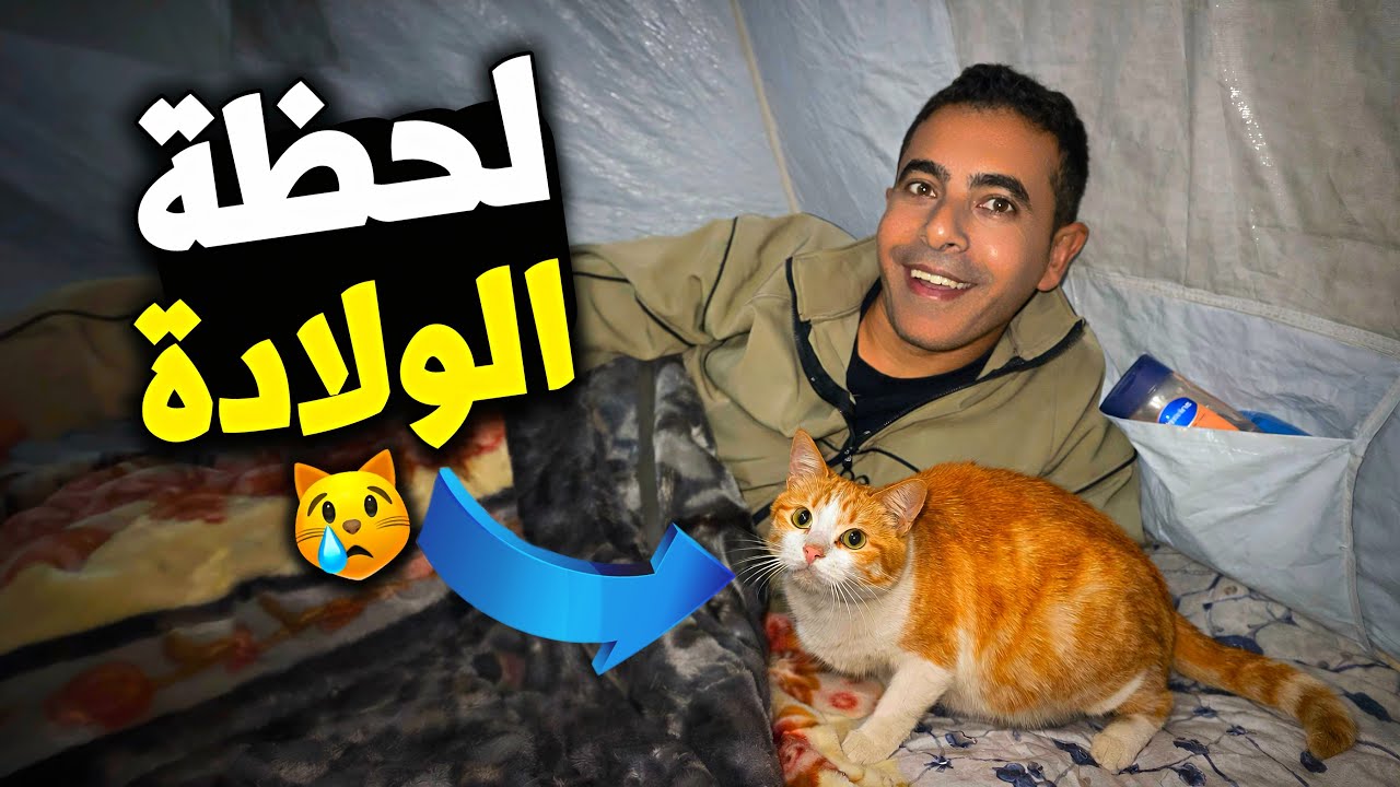 قطة دخلت خيمتنا😿 واللي صار بعدها فاجأنا 😳