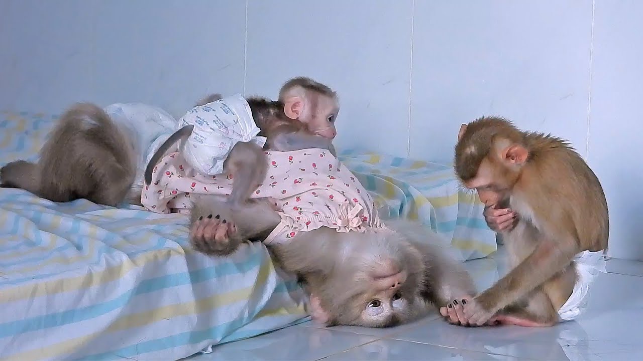 Baby Luka With Mommy Luna Enjoy Grooming By Daughter Valen