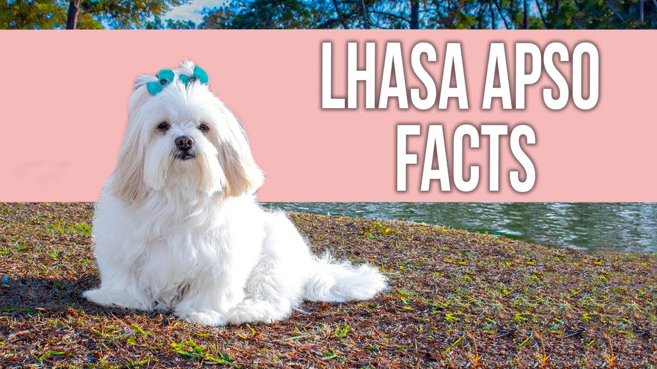 Lhasa Apso - Top 10 Facts