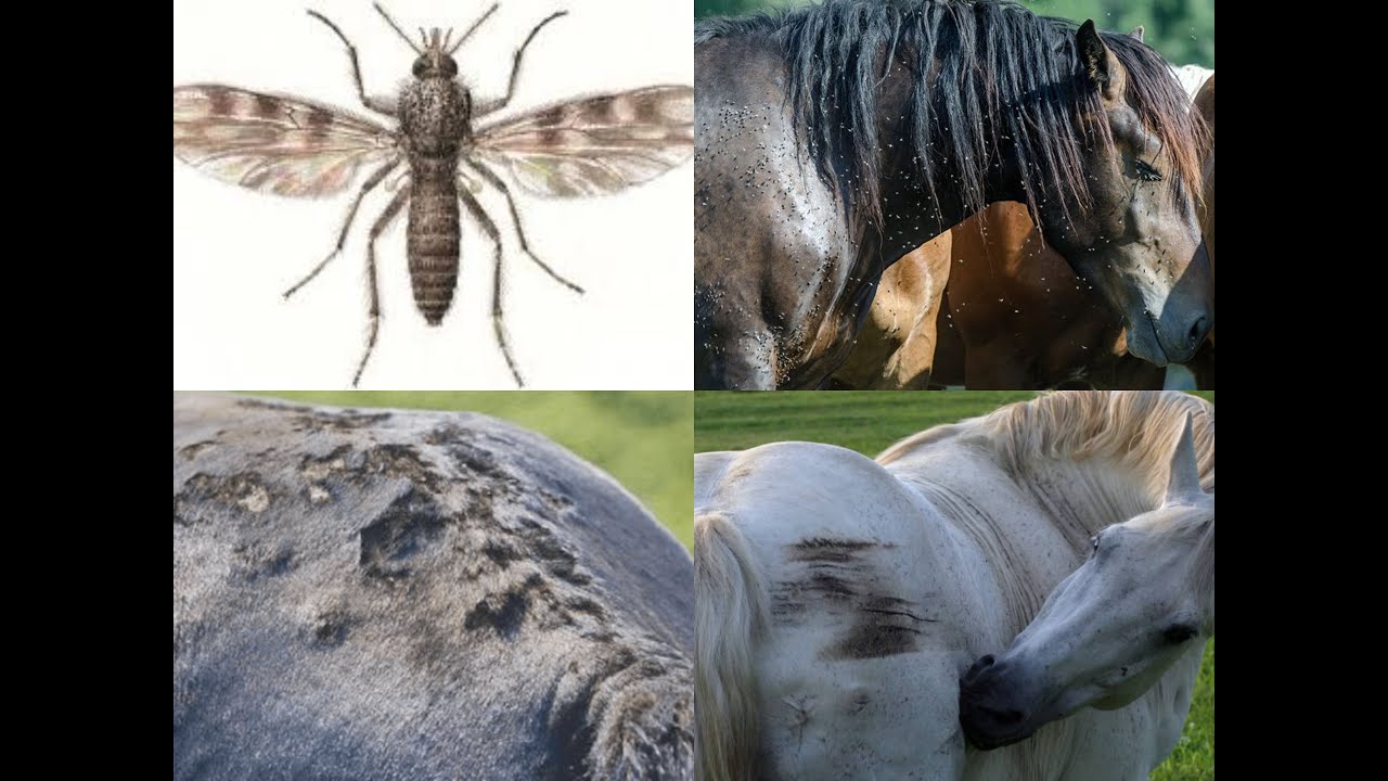 SWEET ITCH IN HORSES