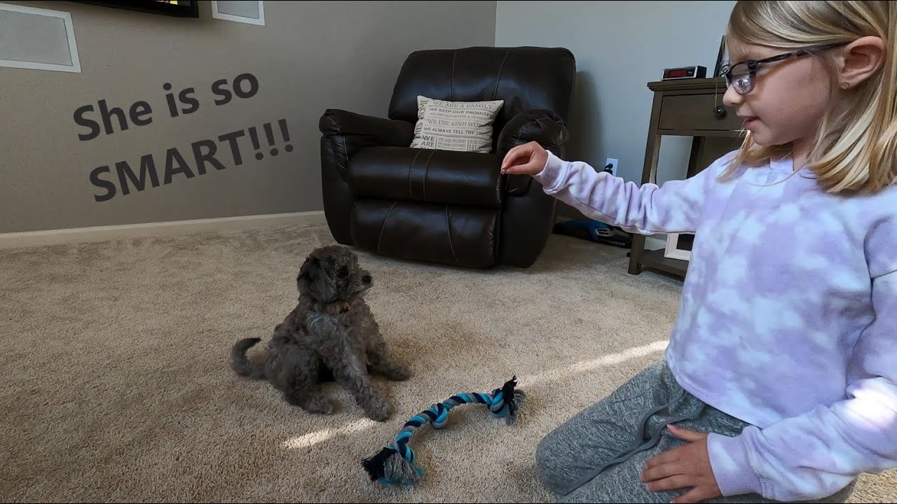 The first 24 hours with our new Mini Goldendoodle Puppy!