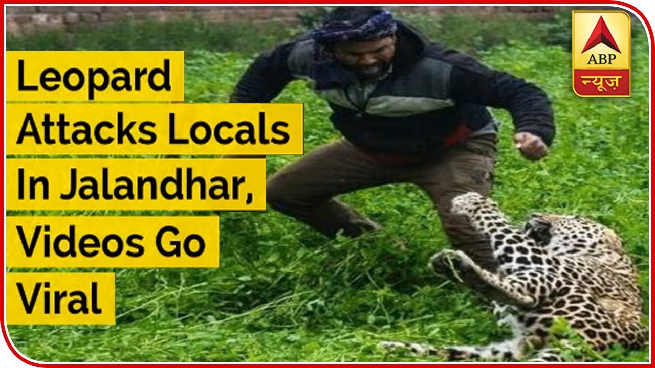 Leopard Attacks Locals In Jalandhar, Videos Go Viral | ABP News