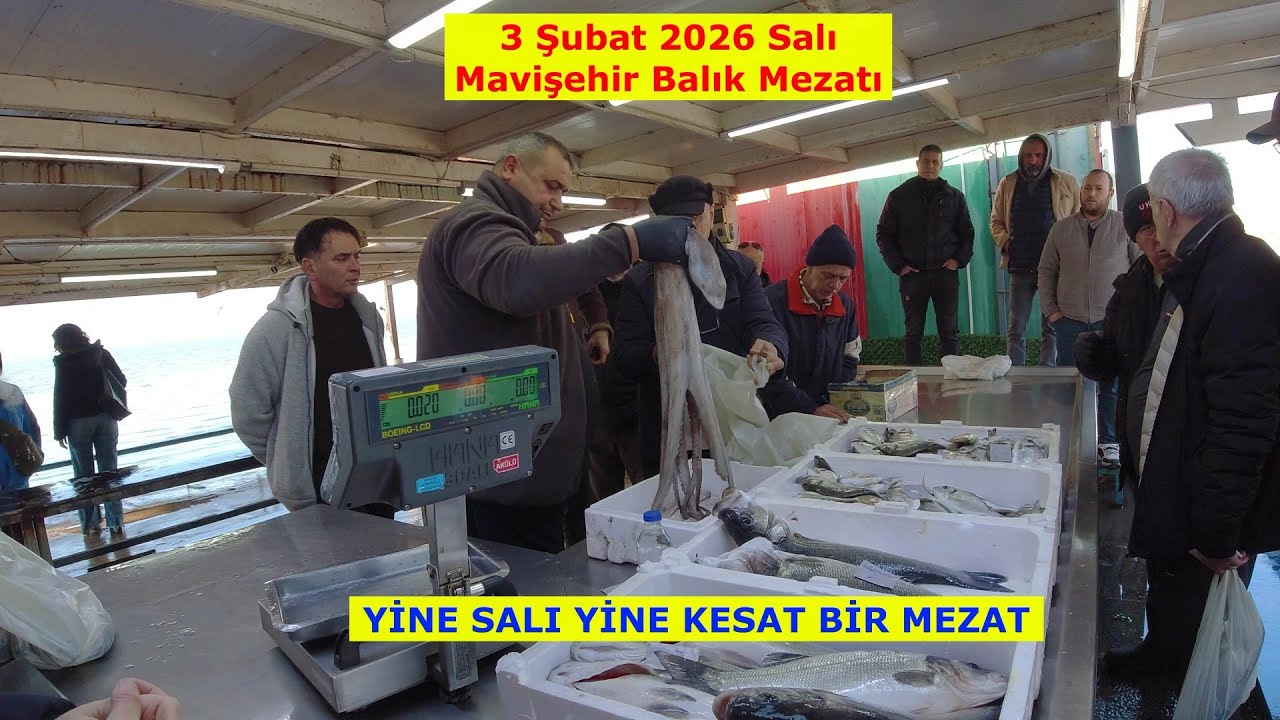 3 Şubat 2026 Salı. MAVİŞEHİR'DE KESAT BİR MEZAT GÜNÜ. AMA YİNE DE BALIKLAR SATILDI.