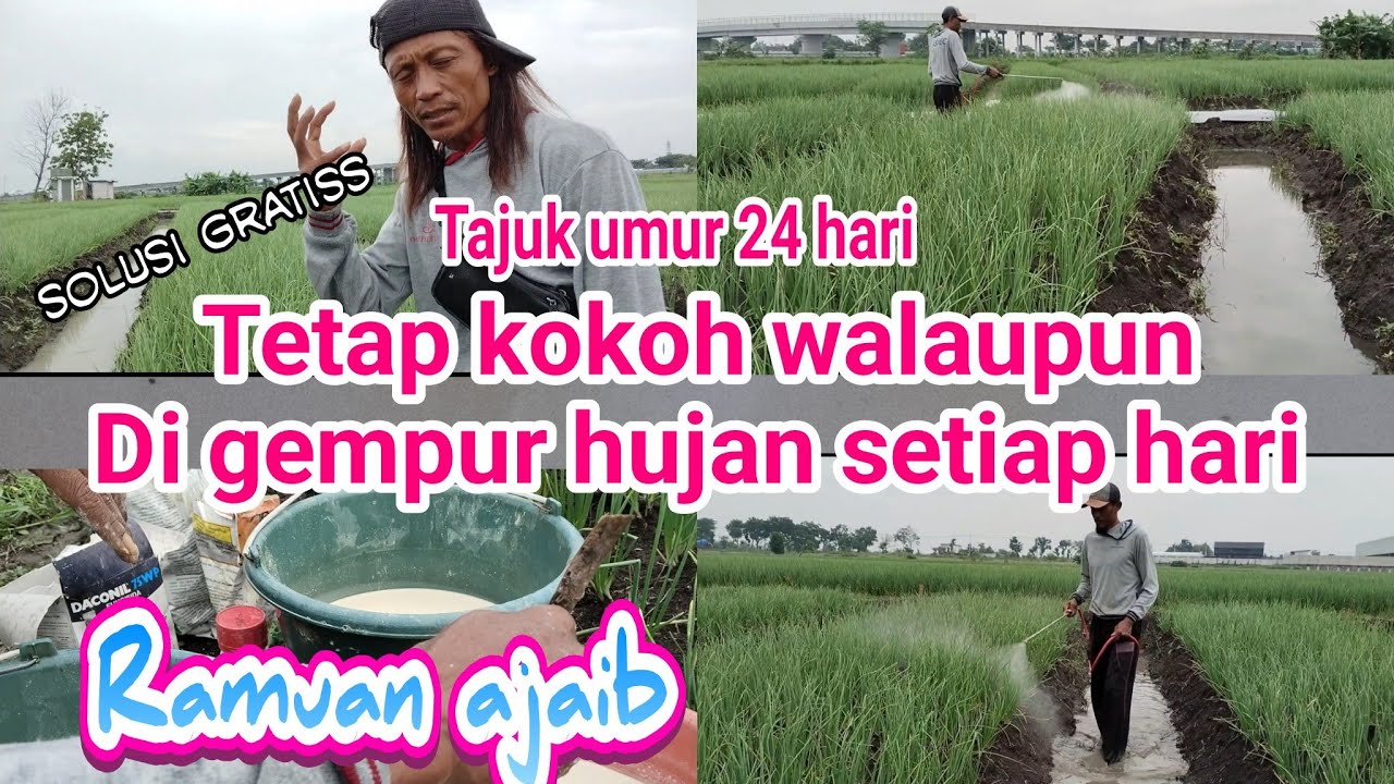 tutorial tanam bawang merah, tetap kokoh walaupun di gempur hujan setiap hari