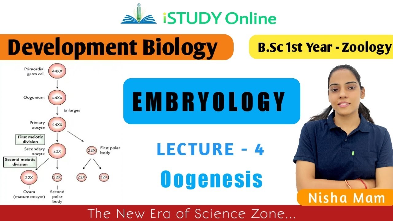 Oogenesis | lect-4 | History and Types of Embryology | Development Biology | Zoology| iSTUDY Online