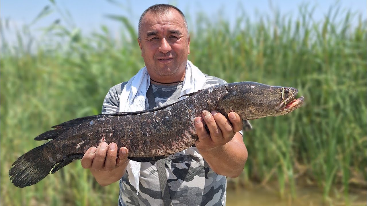 БЕШАРИКДА БАЛИК ОВИ.2.