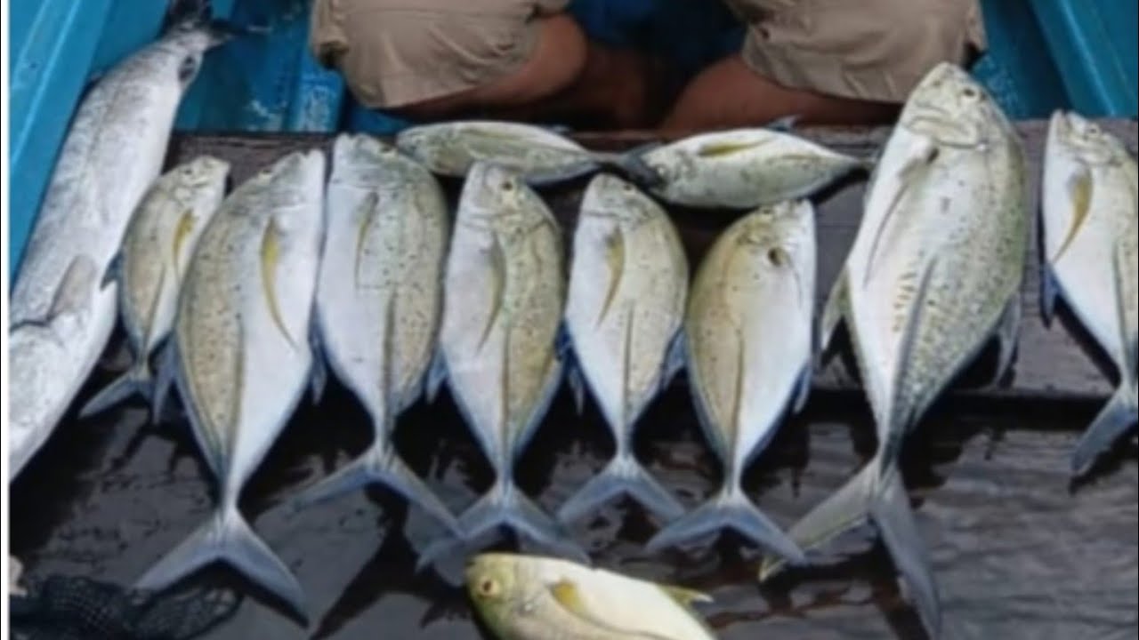 cara mancing Tonda bubaran dan tengiri pakai umpan buatan sendiri pasti amis