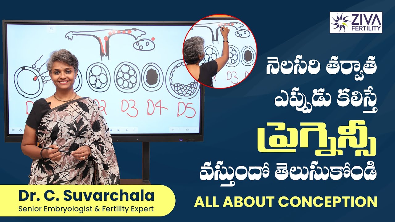 నెలసరి తర్వాత ఎప్పుడు కలిస్తే | Pregnancy Process Step by Step | Dr C Suvarchala | Ziva Fertility