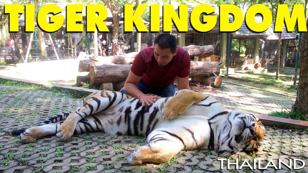 Chiang Mai - Tiger Kingdom in Thailand (Survive a Tiger attack)